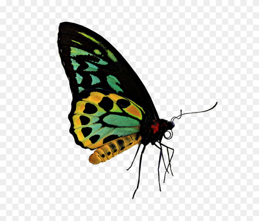 974x820 Green Yellow Butterfly Png - Yellow Butterfly PNG