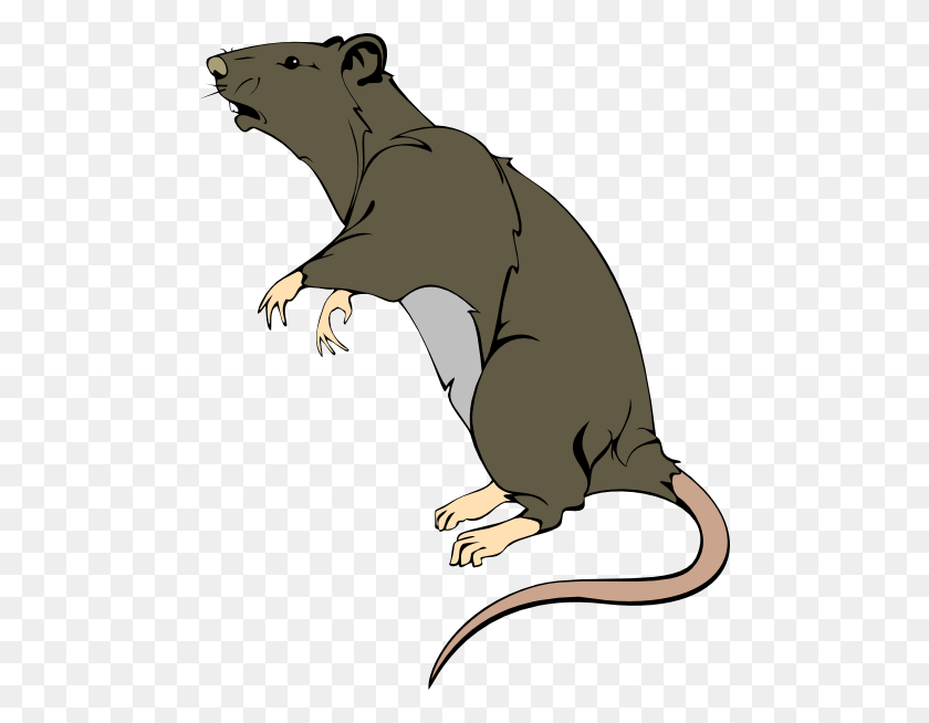 480x594 Grey Greedy Rat Png Clip Arts For Web - Rat PNG