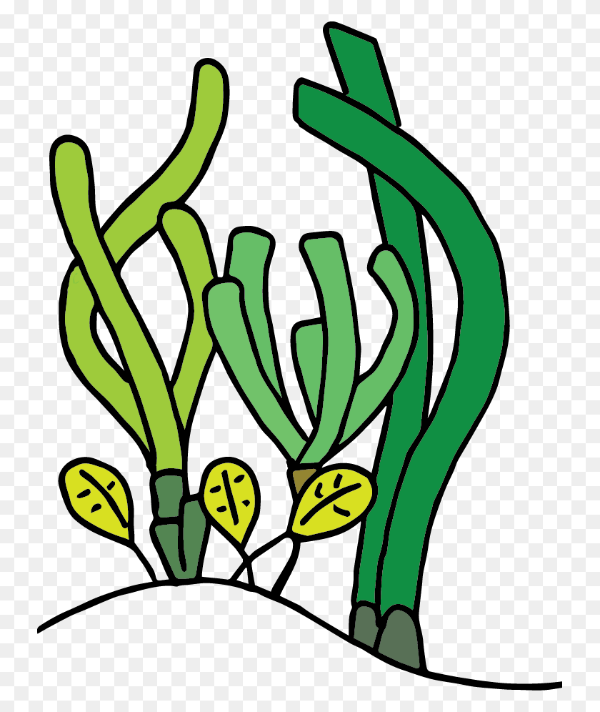 735x936 Group Members Seagrass Ecology Physiology Research Group - Physiology Clipart