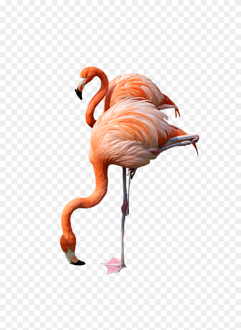 735x1088 Group Of Flamingos Clipart Bigking Keywords And Pictures - Pink Flamingo Clip Art