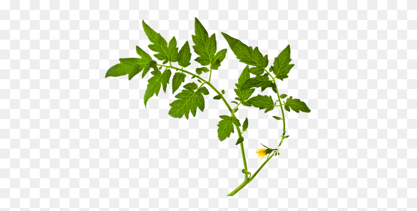 420x366 Growing Tomatoes - Tomato Plant PNG