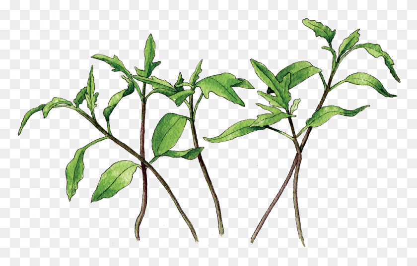 1000x612 Growing Tomatoes From Seed - Tomato Plant PNG