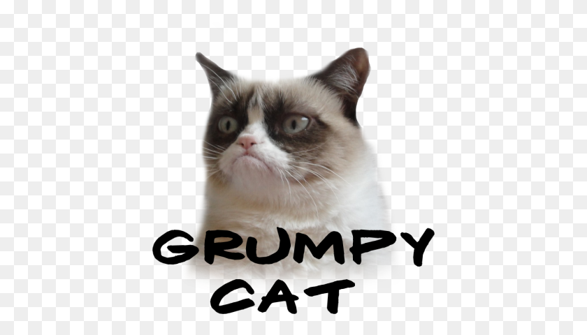 404x420 Grumpy Cat - Grumpy Cat PNG