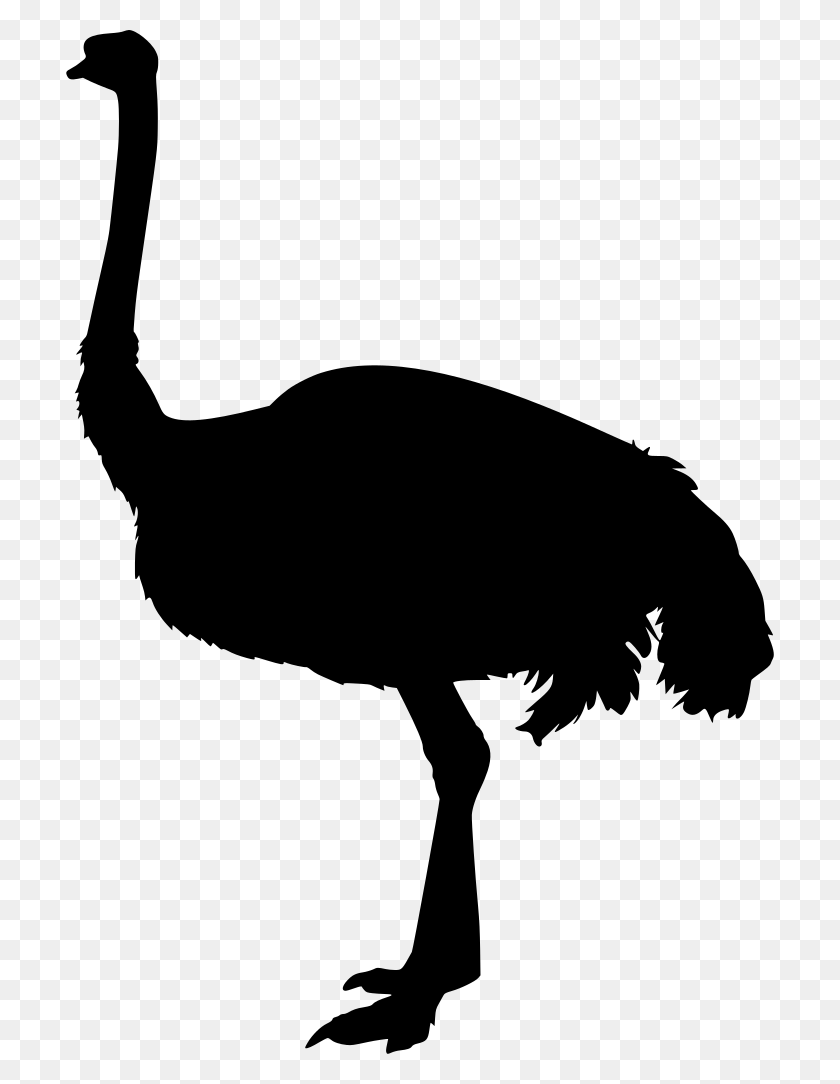 708x1024 Gt Animal Bird Large Ostrich - Ostrich PNG