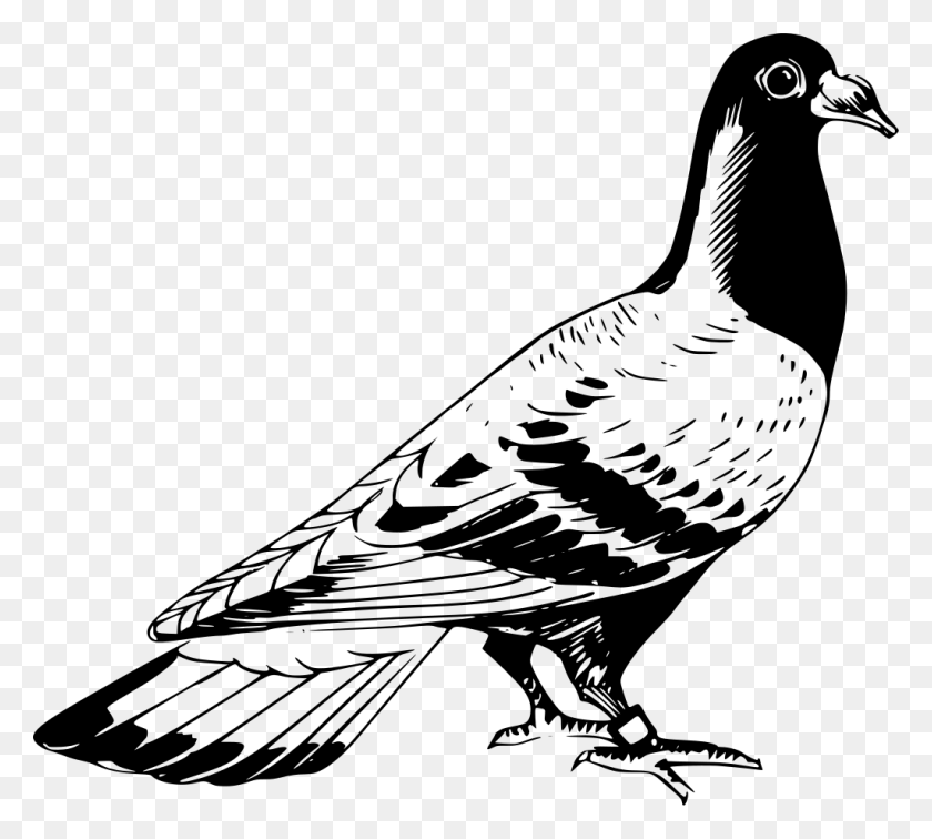 1024x915 Gt Bird Carrier Pigeon Feathers - Pigeon PNG