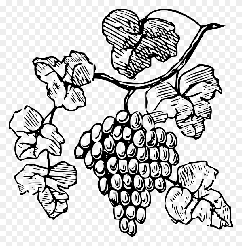 1006x1024 Gt Food Grapevine Vine Grapes - Grape Vine PNG