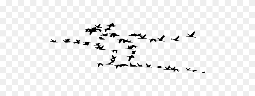 512x256 Gt Geese Flock Flying - Flock Of Birds PNG