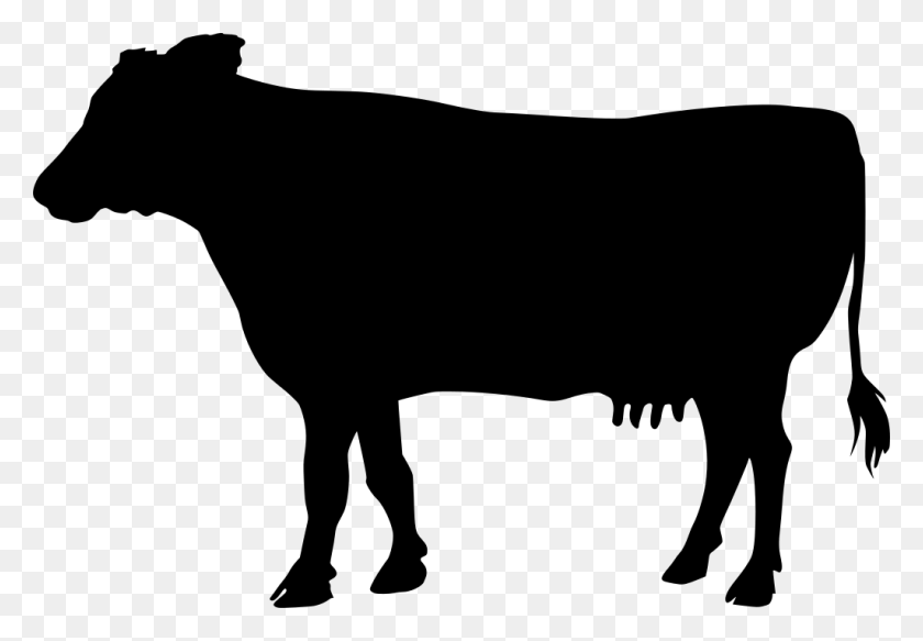 1024x687 Gt Mammal Animal Cow Milk - Cows PNG