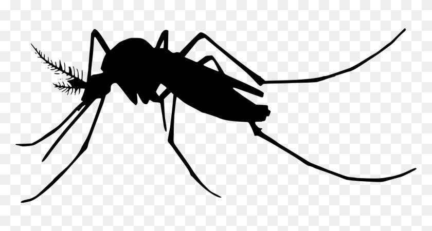 1024x512 Mosquito Gt De Dibujos Animados - Mosquito Png