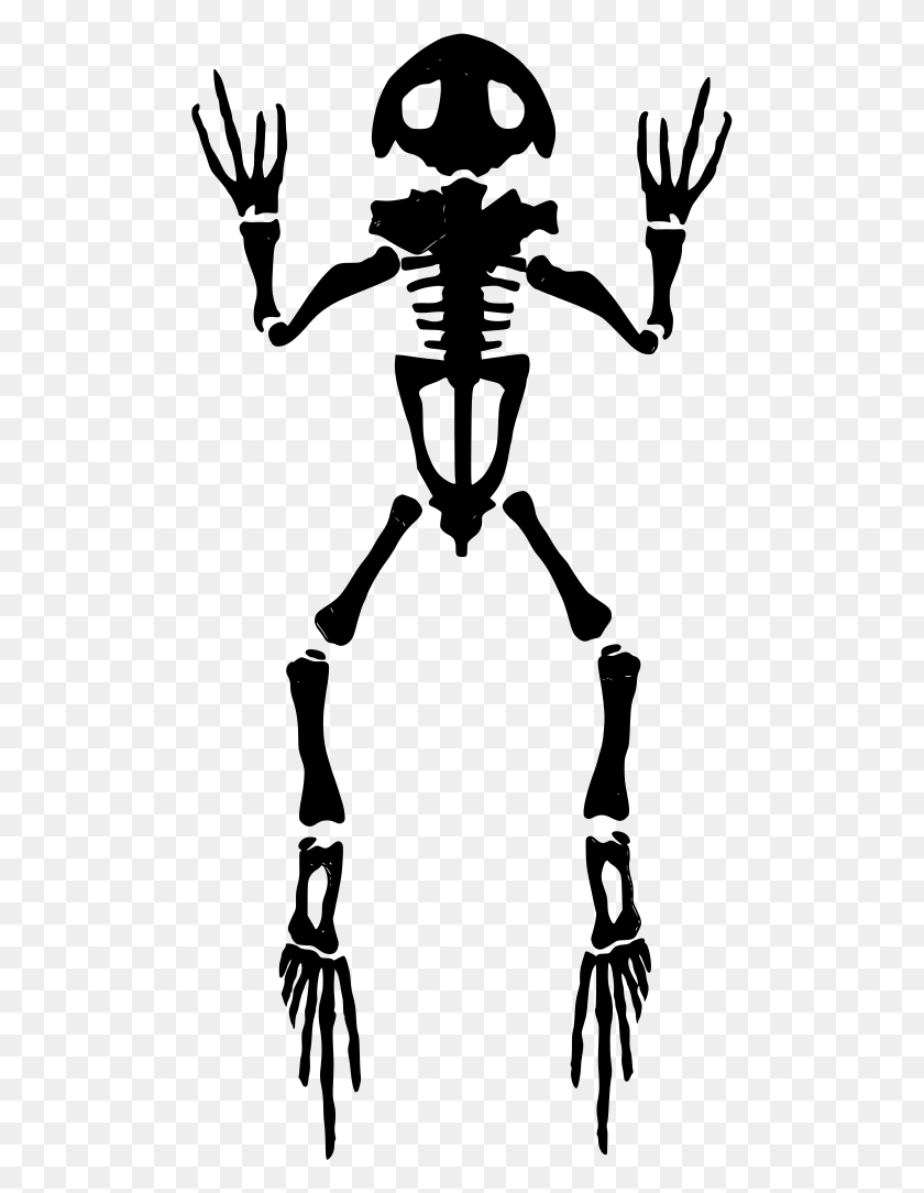 512x1024 Gt Анатомия Скелета Лягушки - Скелет Png