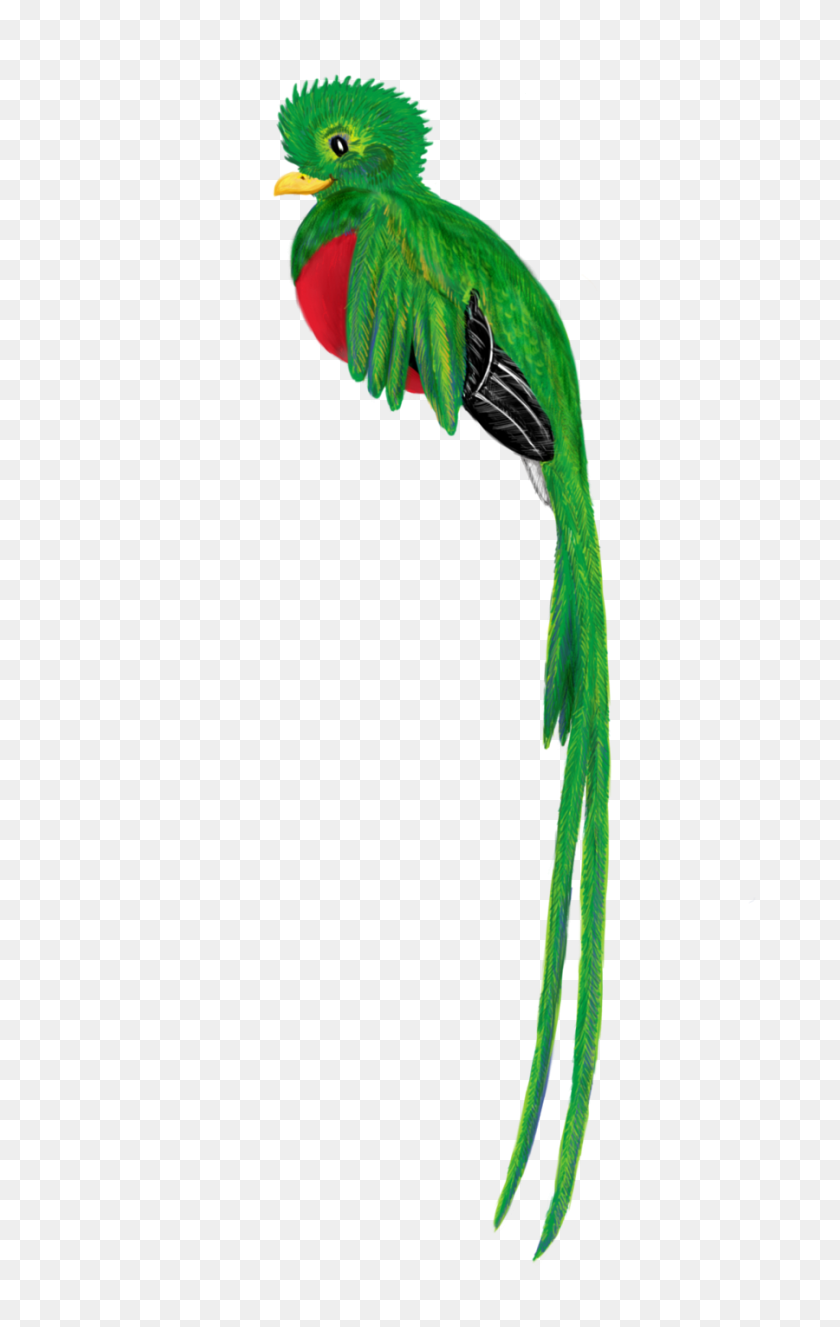 900x1463 Clipart De Animales De Guatemala - Quetzal Clipart