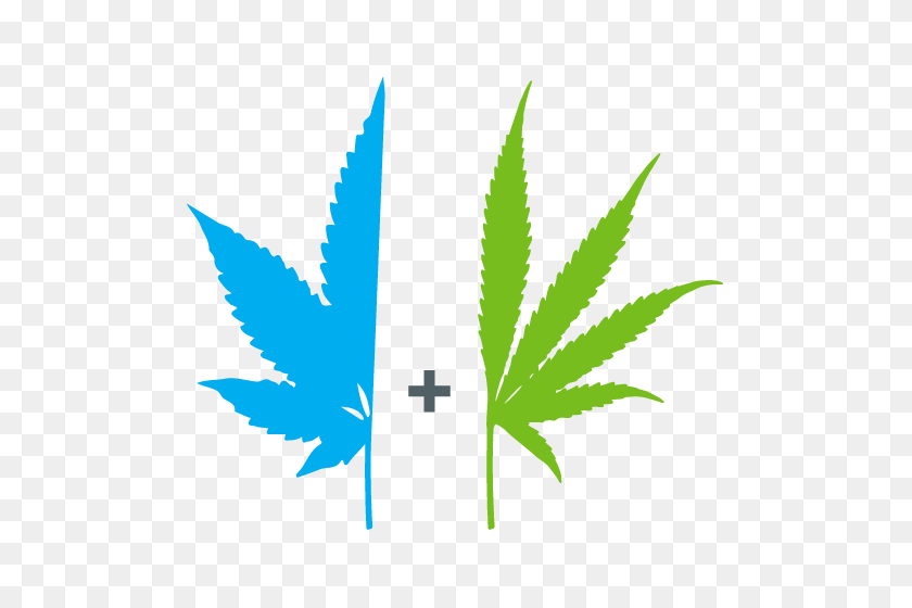 500x500 Guide To Cannabis Plants - Weed Leaf PNG