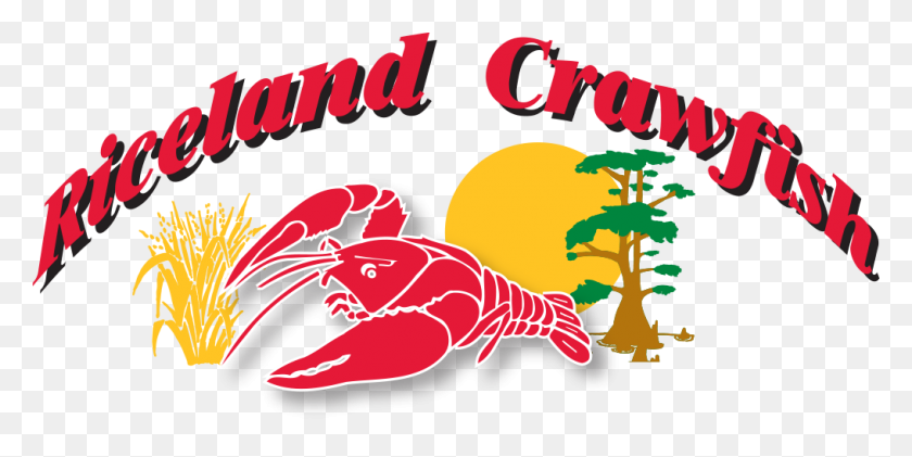 1016x471 Gulf United For Lasting Fisheries Louisiana Crawfish - Crawfish PNG