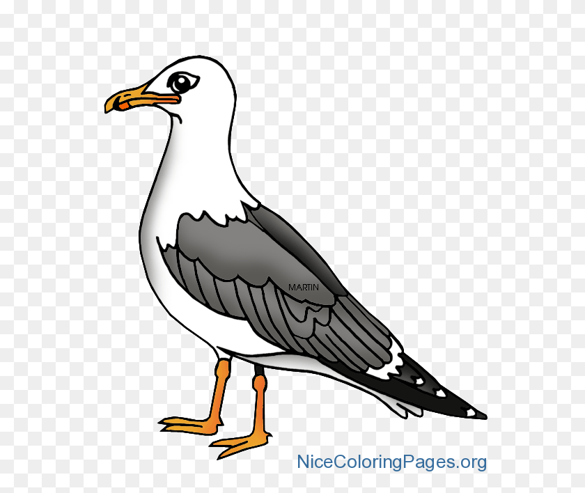 594x648 Gull Clipart Png Nice Coloring Pages For Kids - Dibujos Para Colorear Png
