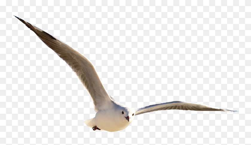 2756x1500 Gull Png Images Free Download - Seagull PNG