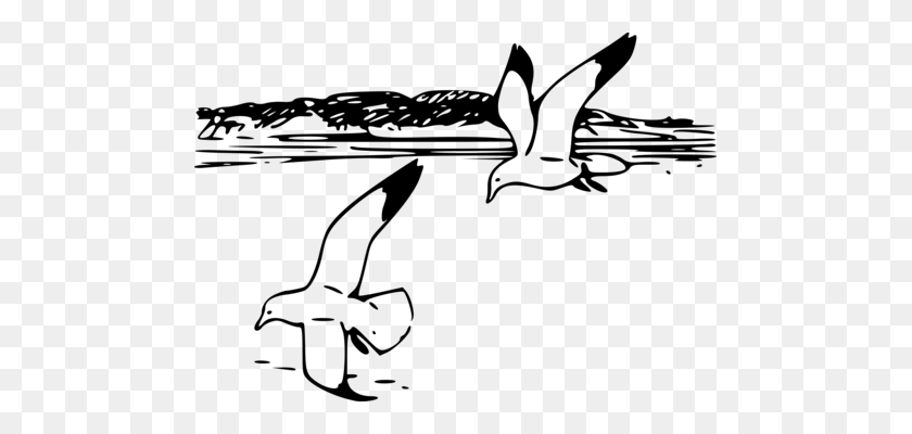 481x340 Gulls Computer Icons Beach Police Download - Seagull Clipart Black And White