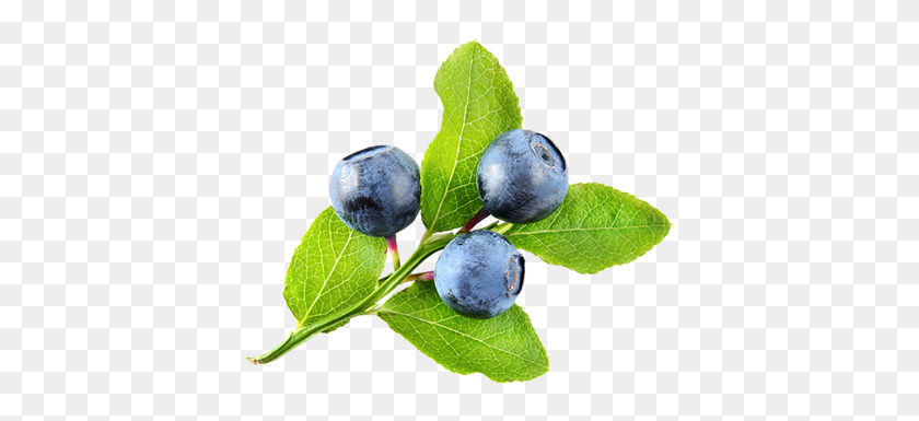 400x325 Halfway Acres - Blueberries PNG
