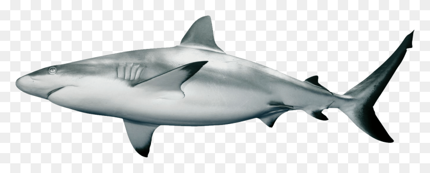 1360x487 Hammerhead Shark Clip Art Black And White - Shark Clipart Black And White
