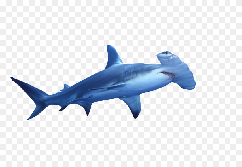 1000x667 Акула-Молот Картинки Морских Животных Картинки - Нападение Акулы Клипарт