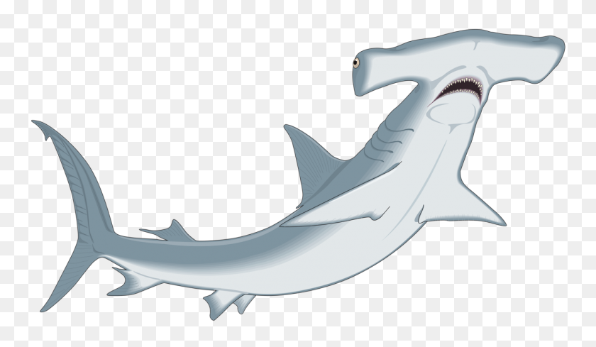 1280x705 Hammerhead Shark Clipart Clip Art - Shark Fin Clipart