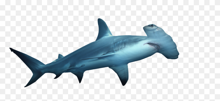 995x416 Hammerhead Shark Png - Shark Fin PNG