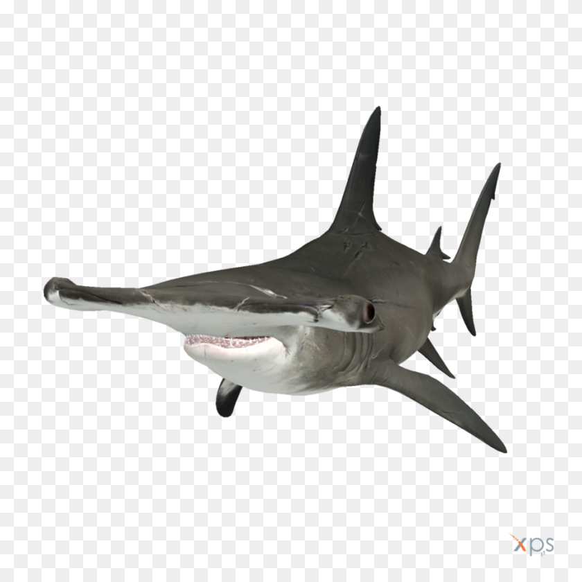 894x894 Акула-Молот Png Изображения Hd Прозрачный Акула-Молот Изображения Hd - Акула Png
