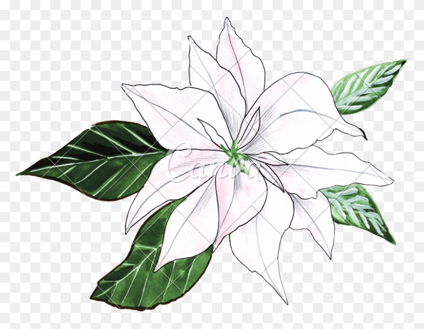 800x608 Hand Drawing Of Watercolor Lily Ornament - Watercolor PNG