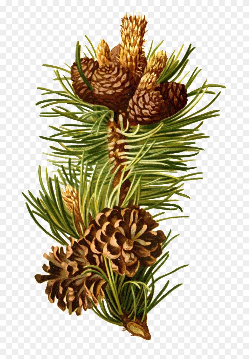 1024x1514 Hand Drawn Cartoon Long Pine Cone Transparent Decorative Free - Pine Cone PNG