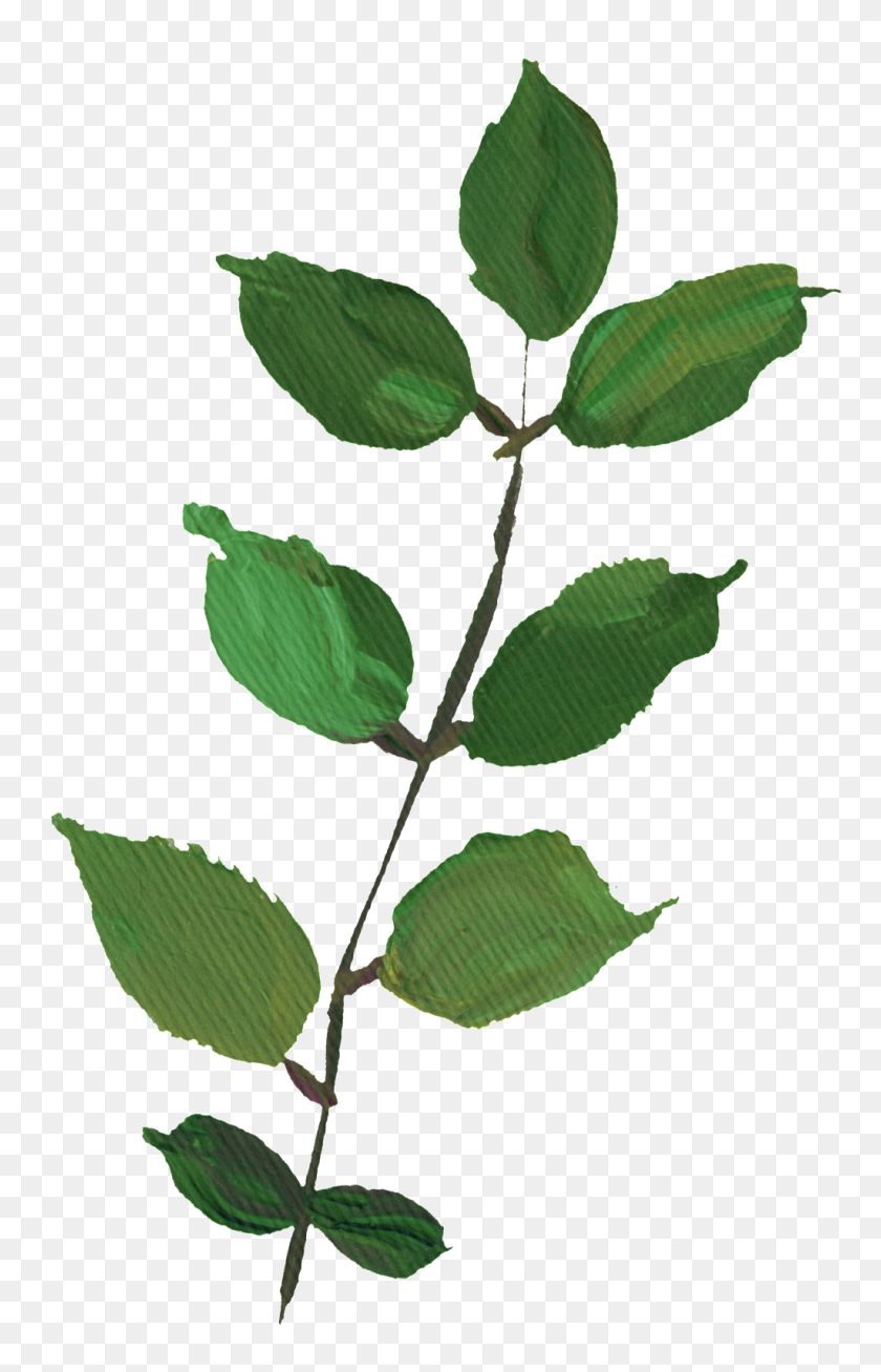1024x1638 Hand Drawn Rendering Dark Green Leaves Png Transparent Free Png - Tree Leaves PNG