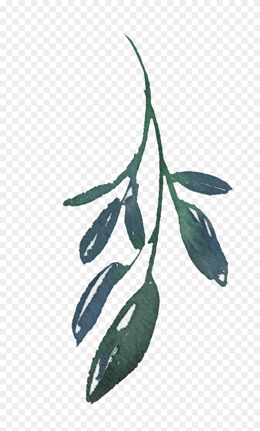 1024x1747 Hand Painted A Bamboo Leaf Png Transparent Free Png Download - Eucalyptus PNG