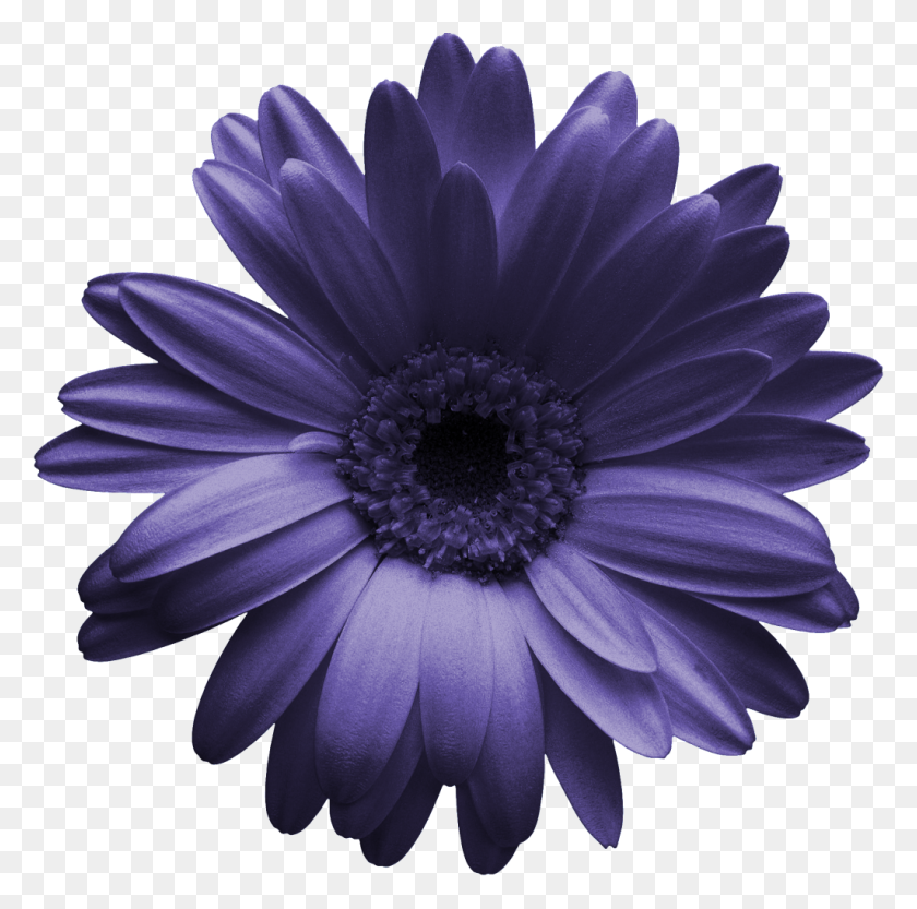 1024x1016 Hand Painted A Chrysanthemum Png Transparent Free Png Download - Chrysanthemum PNG