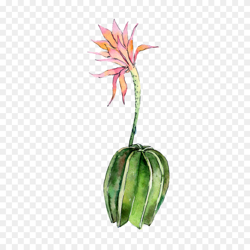 1024x1024 Hand Painted A Flowering Cactus Png Transparent Free Png - Watercolor Cactus PNG