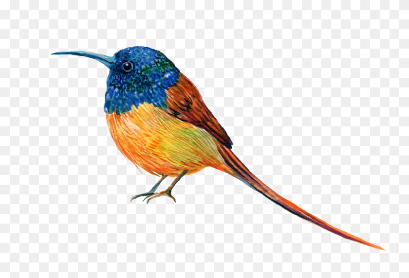 1024x673 Hand Painted A Robin Png Transparent Free Png Download Png - Robin PNG
