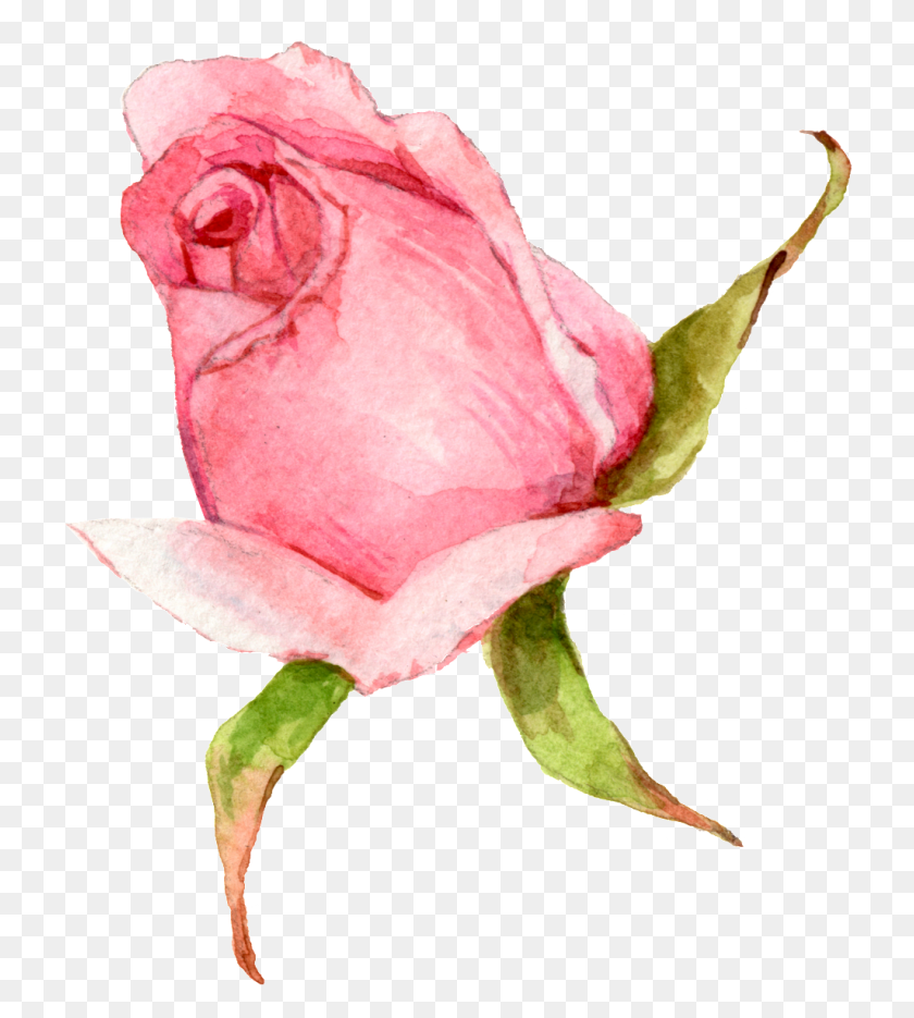 1024x1149 Hand Painted A Watercolor Rose Png Transparent Free Png Download - Watercolor Roses PNG