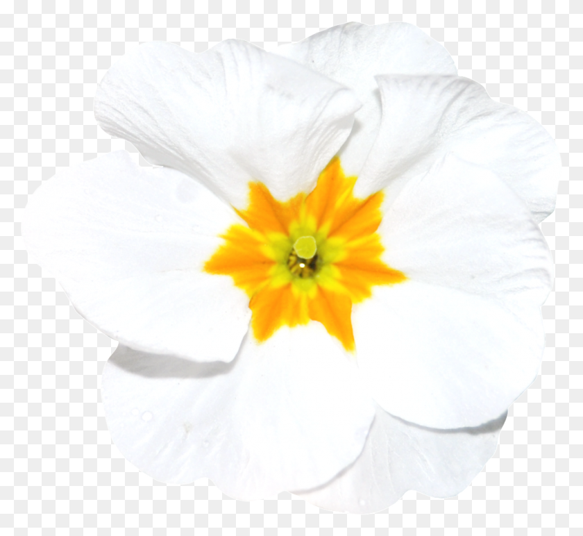1024x936 Hand Painted A White Flower Png Transparent Free Png Download - White Flower PNG