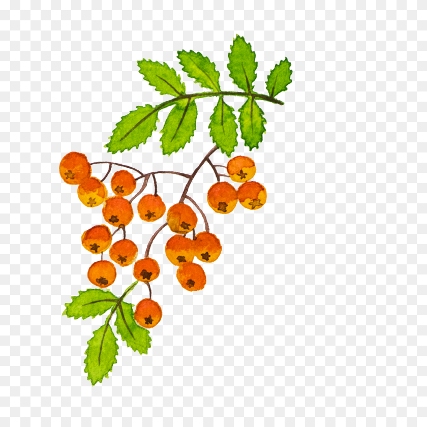 1024x1024 Hand Painted Beautiful Painted Hd Fruit Free Png Download Png - Fruit Tree PNG