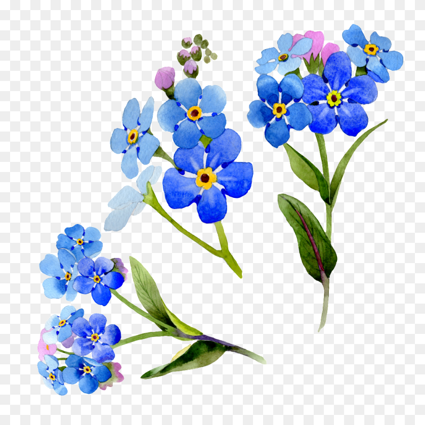 1024x1024 Hand Painted Blue Flower Floral Png Transparent Free Png - Forget Me Not Flower Clipart