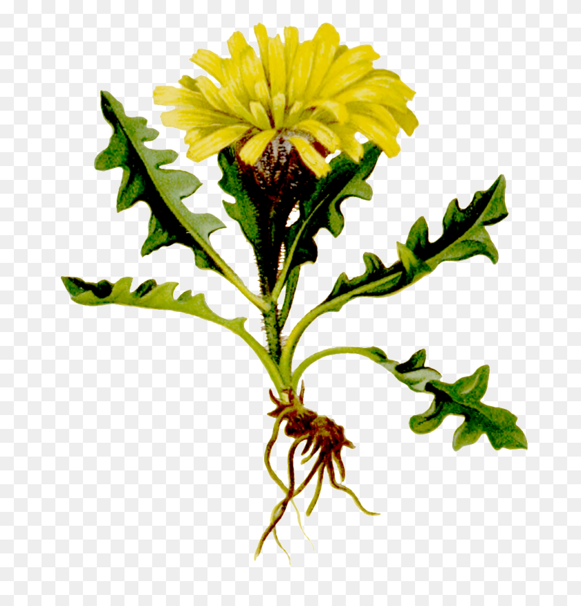1024x1072 Pintado A Mano Uno Con Raíz De Crisantemo Silvestre Amarillo Transparente - Crisantemo Png