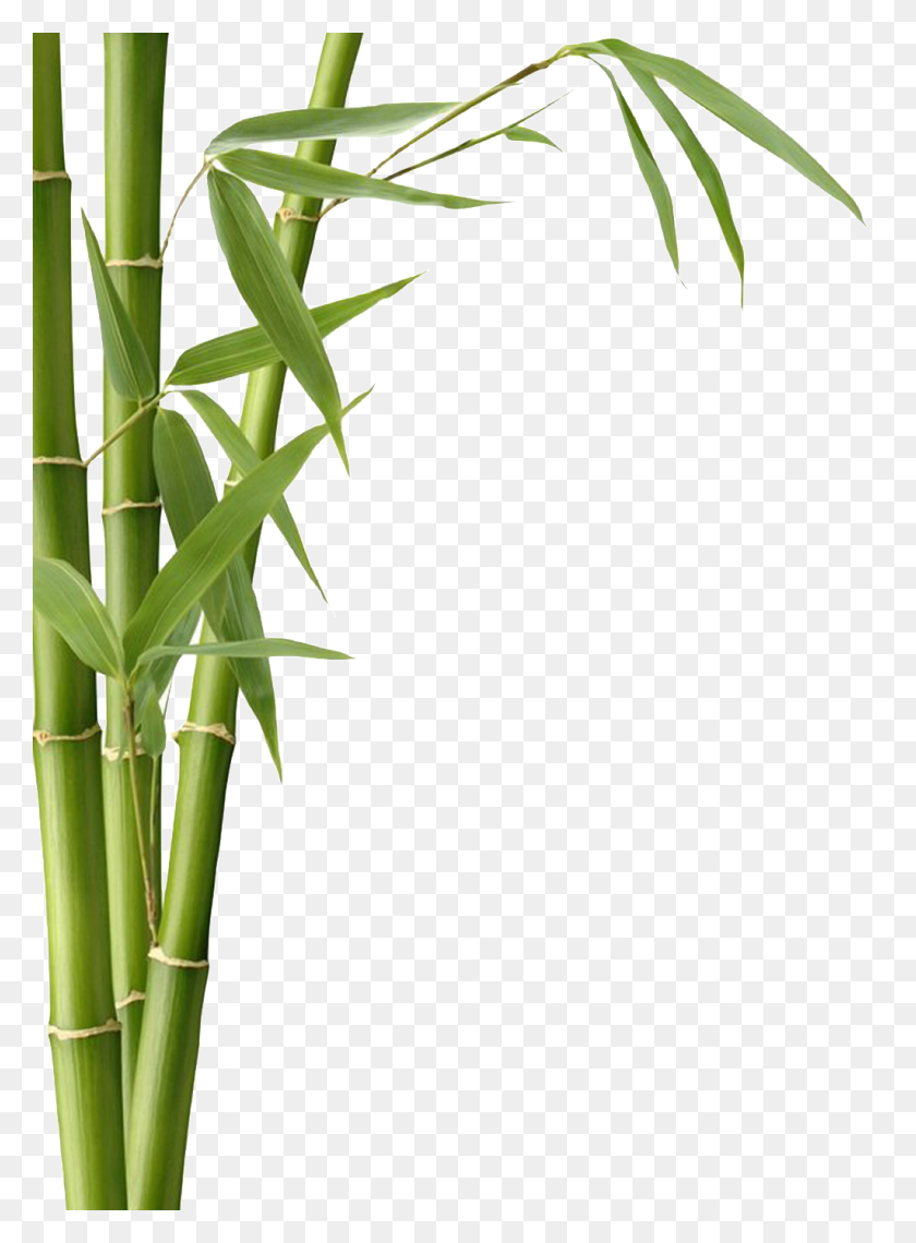 1024x1418 Pintado A Mano De Bambú Realista Png Transparente Png