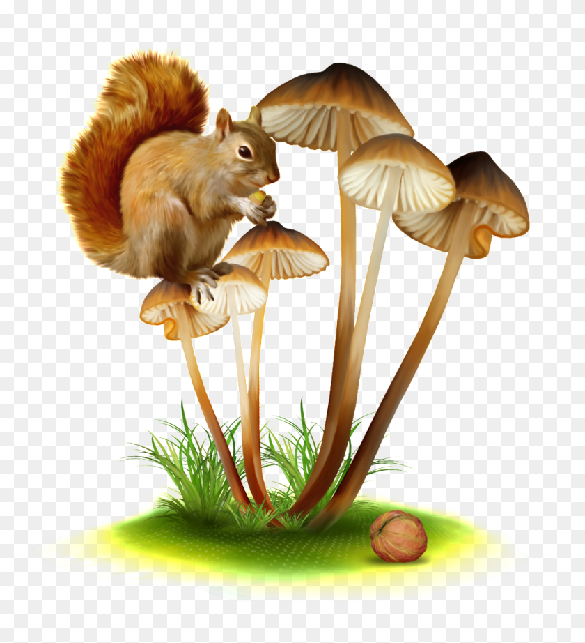 1024x1132 Hand Painted Squirrel Png Transparent Ready To Eat Free Png - Squirrel PNG