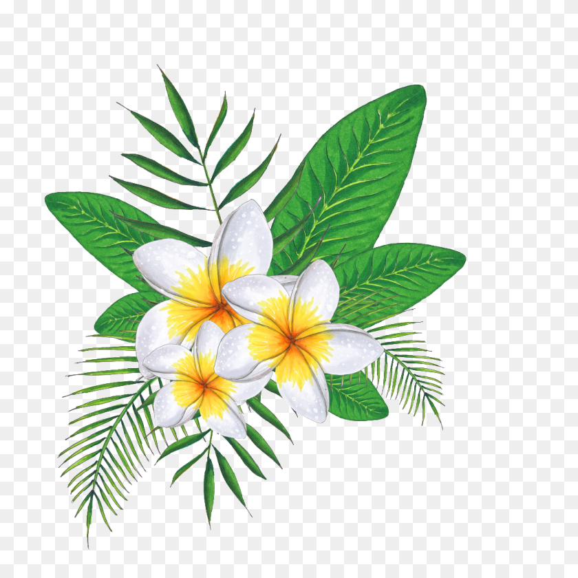 1024x1024 Hand Painted Three Plumeria Png Transparent Free Png Download - Plumeria PNG