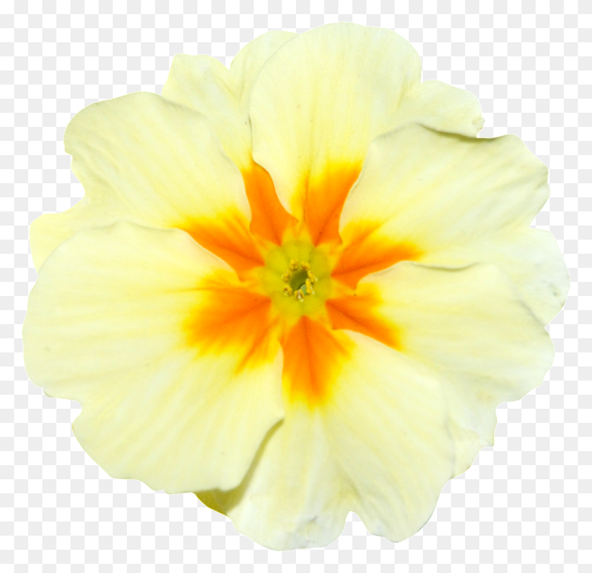 1024x989 Ручная Роспись Желтый Луковый Цветок Png Прозрачный Png - Цветочная Акварель Png