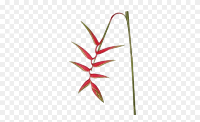 450x450 Hanging Heliconia Transparent Png - Hanging Plant PNG