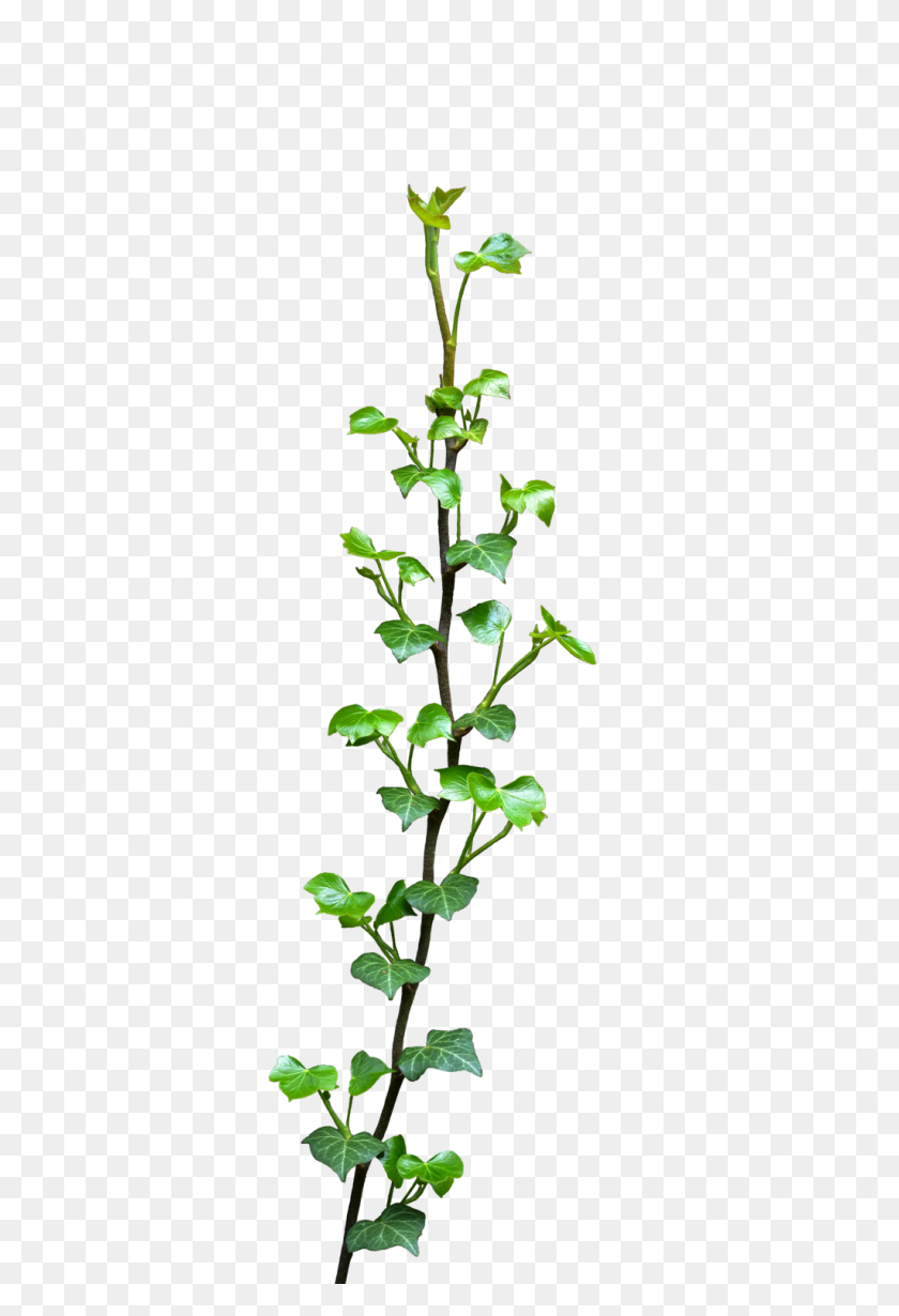 1024x1536 Hanging Ivy Png, Ivy Vine Png - Greenery PNG
