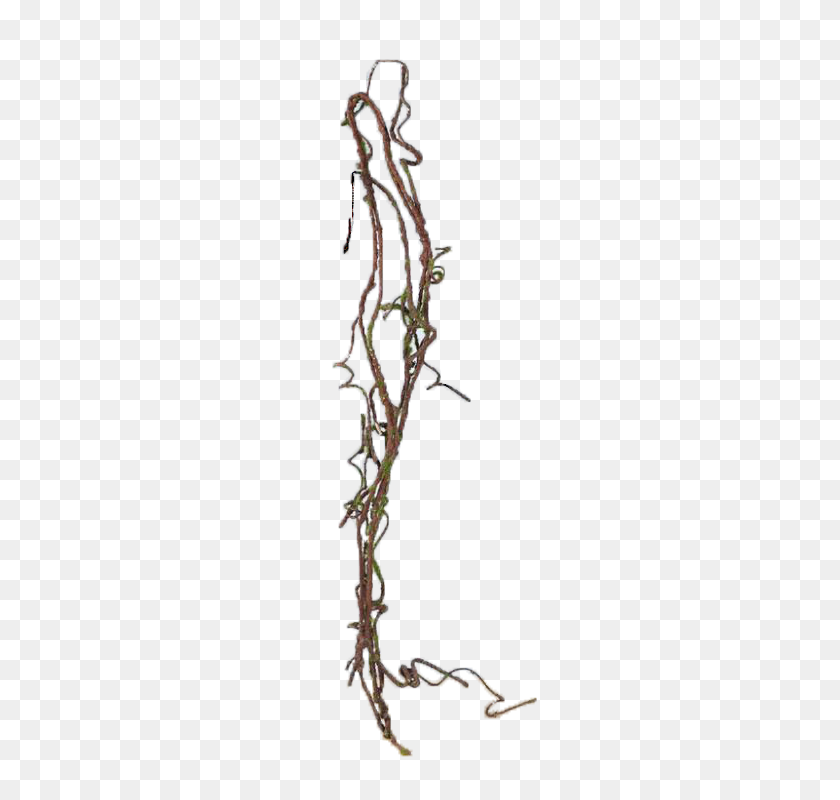 741x740 Hanging Jungle Vines Png Png Image - PNG Vines