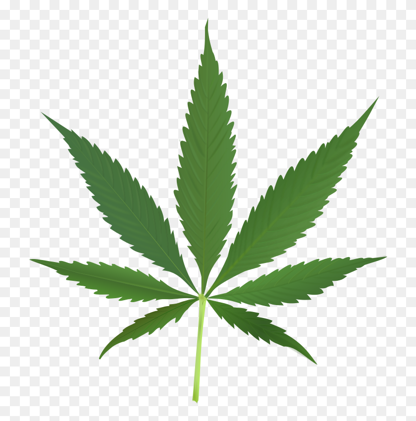 730x790 Have You Made Up Your Mind Yet On Legalizing Recreational - Pot Leaf Clip Art