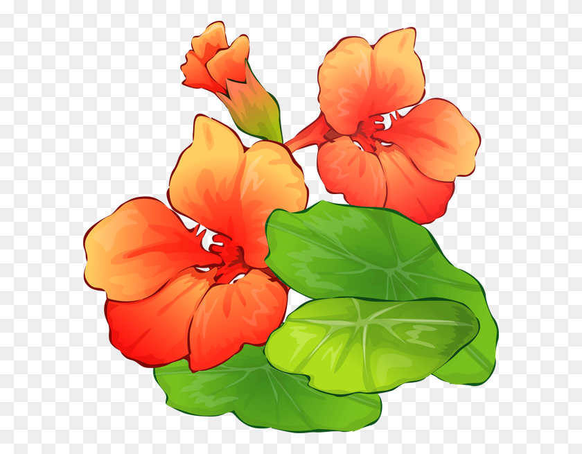 600x595 Летний Цветок Гавайи - Бесплатный Летнее Время Клипарт