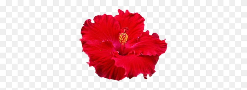 300x248 Hawaiian Hibiscus Clipart Free Clipart - Hibiscus PNG
