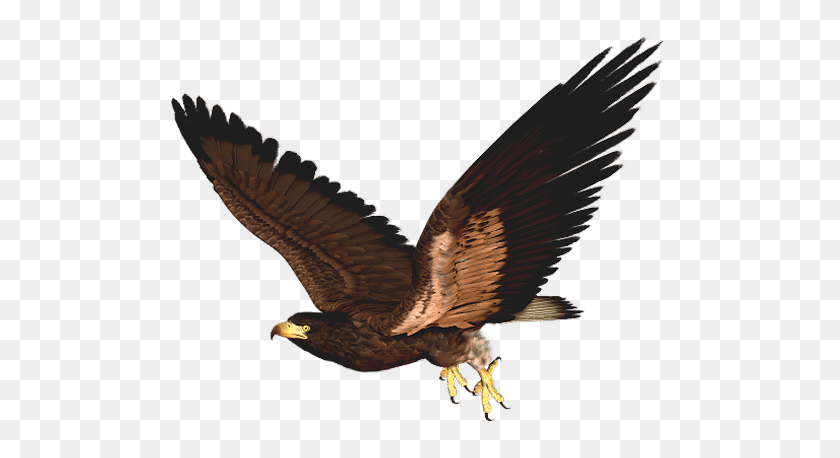 505x398 Hawk Cliparts - Peregrine Falcon Clipart
