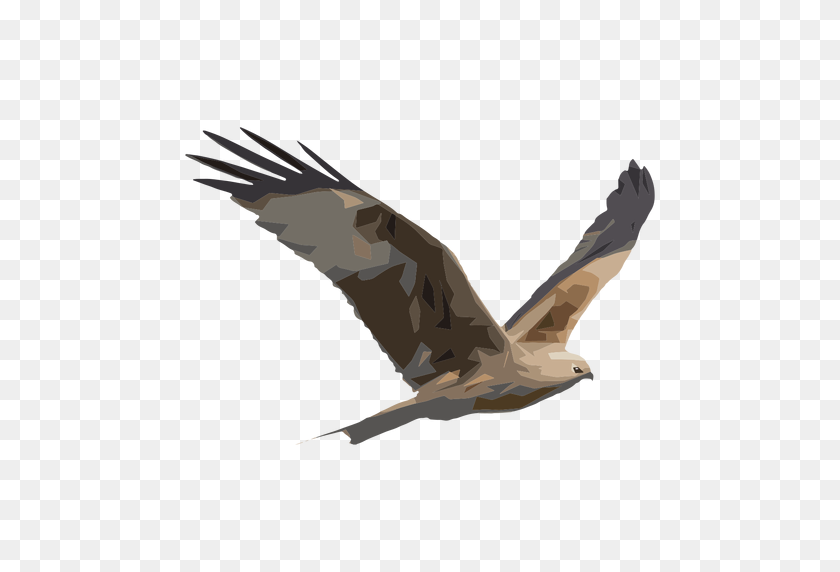 512x512 Hawk Illustration - Hawk PNG